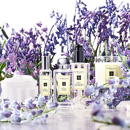 Wild Bluebell - Cologne 
